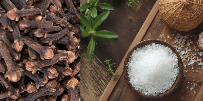 Camphor Benefits: A Complete Guide to Its Uses in Daily Life Camphor Benefits: A Complete Guide to Its Uses in Daily Life